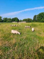 Schafe Lämmer  Shropshire Schleswig-Holstein - Gudow Vorschau
