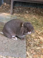 Zuhause für 2 Kaninchen gesucht Nordrhein-Westfalen - Nottuln Vorschau