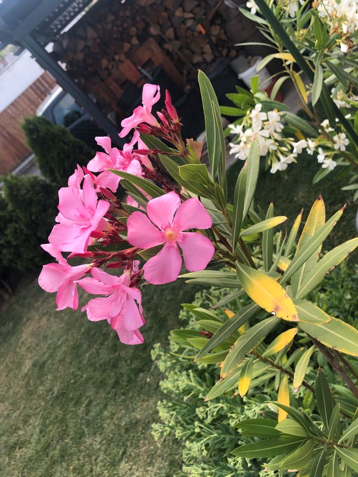 Oleander 125cm hoch rosa/rot in Friedberg (Hessen)