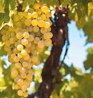 Weinberg | Rebfläche in Monzel (Mosel) | Zur Pacht Rheinland-Pfalz - Osann-Monzel Vorschau