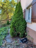 Thuja Baum lebensbaum Baden-Württemberg - Emmingen-Liptingen Vorschau