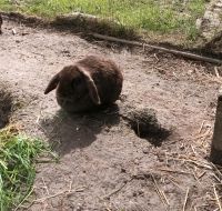 Kaninchenmädchen in Traumfarbe Niedersachsen - Bodenfelde Vorschau