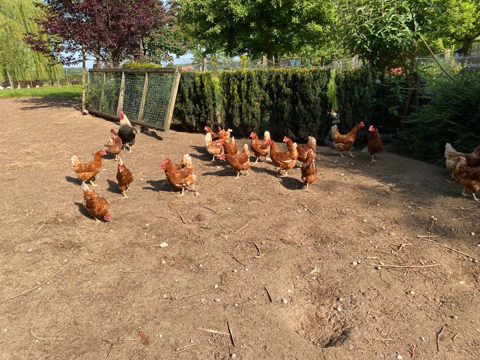 Huhn Hühner Legehühner Lohmann in Geldern