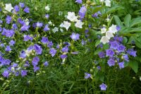 Pfirsichblättrige Glockenblume blau oder weiß Staude Niedersachsen - Ahlerstedt Vorschau