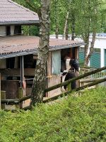 Offenstallplatz für Stute in netter Stallgemeinschaft Nordrhein-Westfalen - Wetter (Ruhr) Vorschau