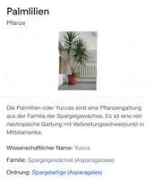 Yucca, Palme, Ableger, bewurzelt, Grünpflanze Baden-Württemberg - Rottenburg am Neckar Vorschau