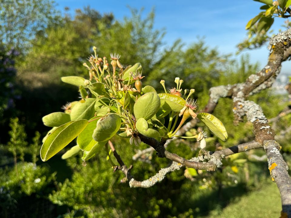 Gepflegte Obstwiese über Untertürkheim (Heidenwengert) in Stuttgart