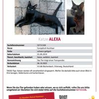 Katze Alexa vermisst Bayern - Rednitzhembach Vorschau