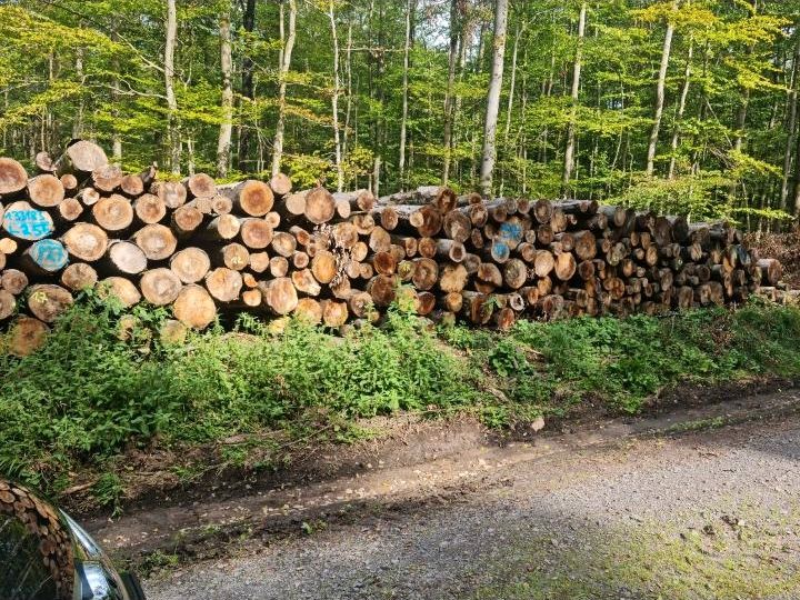 Stammholz Buche Brennholz ■Sonderposten■ inkl Lieferung frei Hof in Aschaffenburg