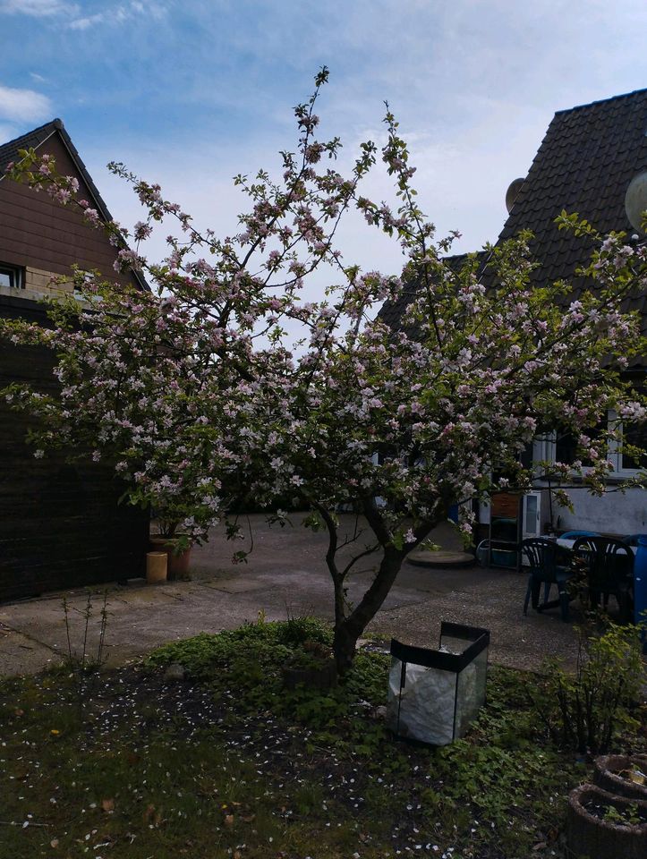 Apfelbaum zu verkaufen in Elmshorn