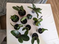 Bewurzelte Hoya Pflanzen( Wachsblumen) alles zusammen ein Preis Berlin - Reinickendorf Vorschau