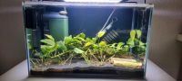 25L Aquarium mit Pumpen und Filtern inkl. Garnelen Niedersachsen - Oldenburg Vorschau