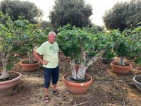 Ficus carica Feigenbaum (Gota de Miel)grün ab Stammumfang 15-80cm Nordrhein-Westfalen - Recklinghausen Vorschau