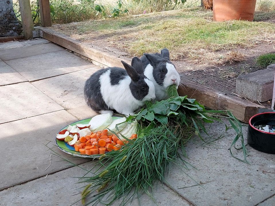 Tierpension/Urlaubsbetreuung in Neumünster