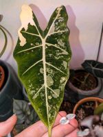 Alocasia Frydek variegata Rhizom KEIN TC Baden-Württemberg - Deggenhausertal Vorschau