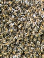 Bienen Ableger auf DNM Deutsch Normal Rheinland-Pfalz - Montabaur Vorschau