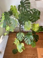 Große Monstera Zimmerpflanze ca. 150cm Hessen - Rockenberg Vorschau