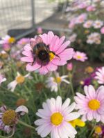 Unterstützung bei der Gartenpflege Niedersachsen - Lüneburg Vorschau