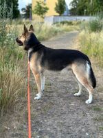 Italienischer Tierschutzhund ERCOLE sucht neues Zuhause Köln - Seeberg Vorschau
