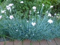 Polsternelke Pflanze graugrünes immergrünes Laub reinrosa Blüte Brandenburg - Dallgow Vorschau