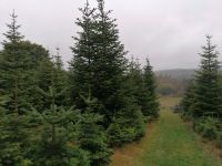 Nordmanntannen -Auflösung der Parzelle Nordrhein-Westfalen - Winterberg Vorschau