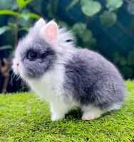 ❤️ Mini Löwenköpfchen Jungtiere Zwergkaninchen Löwenkopf Rammler Berlin - Lichtenberg Vorschau