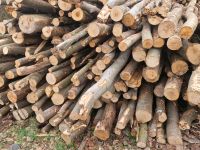 9 rm frische Buche Stammholz 4 m Länge zu verkaufen Bayern - Sonnefeld Vorschau