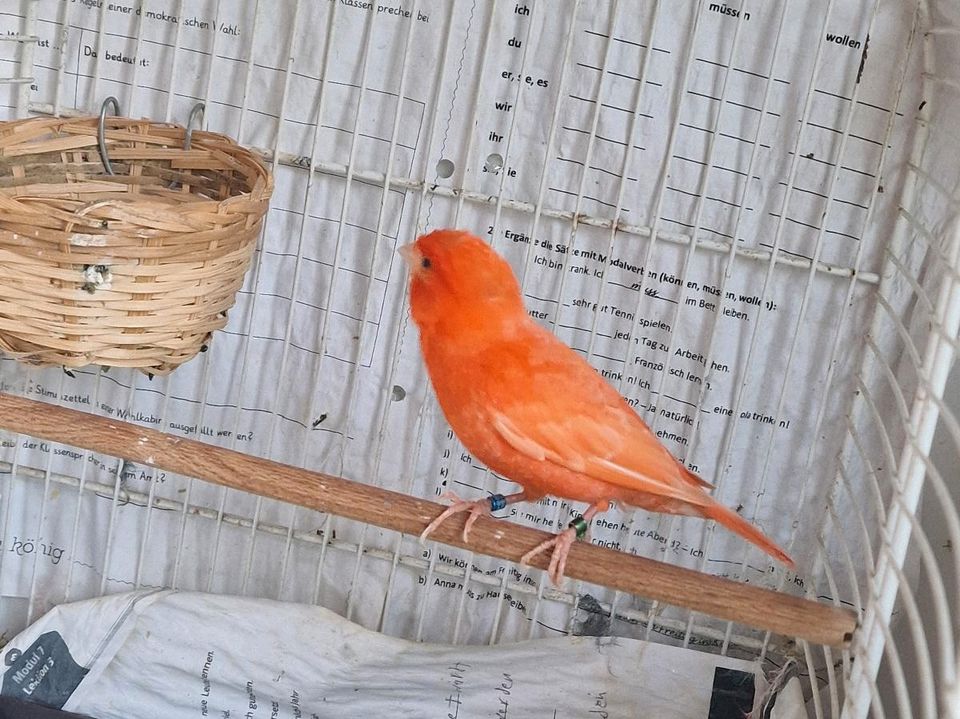 Verkaufe männlichen Kanarienvögel in Wedel