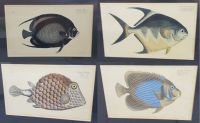4 Kupferstichbilder Fische (Klippfisch, Kaiserfisch) München - Allach-Untermenzing Vorschau