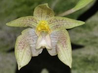 Bulbophyllum orectopetalum - in Blüte! Thüringen - Jena Vorschau