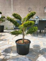 Bonsai, Gartenbonsai, Niwaki, Japangarten,Eibe,Taxus Sachsen-Anhalt - Derenburg Vorschau