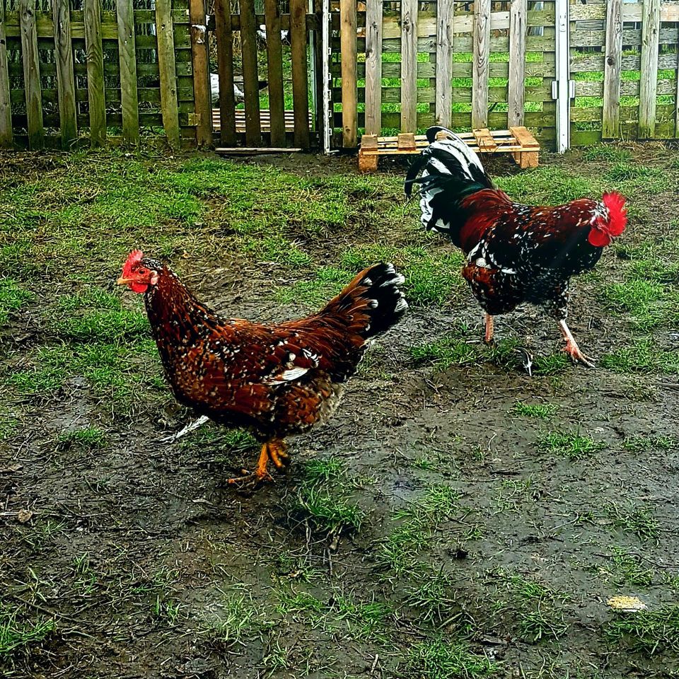 Bruteier Reinrassige Schwedische Blumenhühner hatching eggs in Sendenhorst