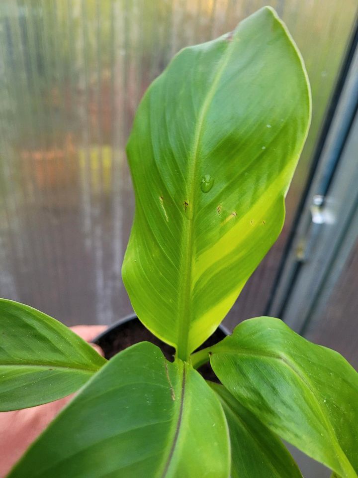 Musa basjoo variegata in Haslach im Kinzigtal