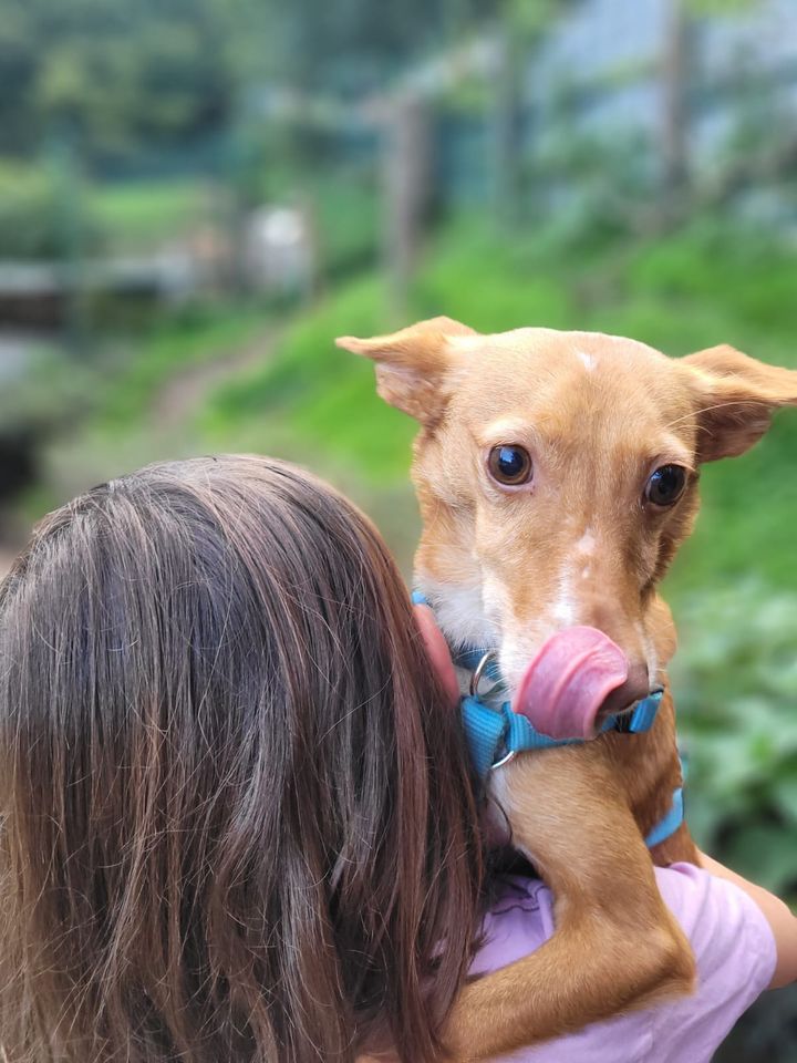 Stanley süßer Podenco in Neunkirchen