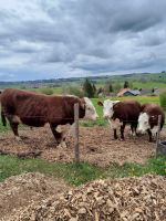 Bio Hereford Bulle Bayern - Obergünzburg Vorschau