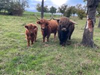 Hochlandrinder - Highland Cattle Thüringen - Bad Köstritz   Vorschau