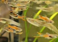 Endler Guppys Niedersachsen - Harpstedt Vorschau