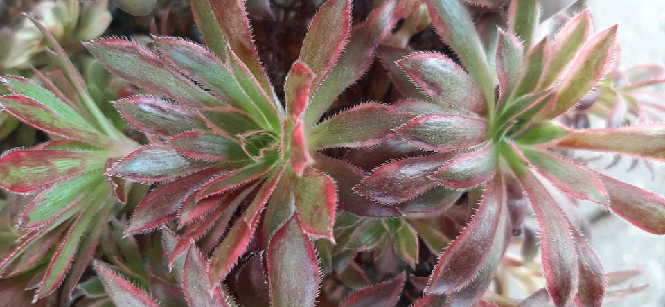 Ableger verschiedener Aeonium Sukkulente in Steinach b. Straubing