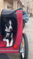 Trixie Fahrradanhänger in M Berlin - Neukölln Vorschau