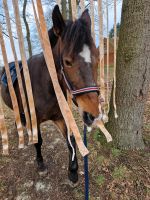 Reitbeteiligung Pferd sucht Niedersachsen - Mellinghausen Vorschau