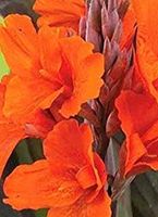 Canna orange kräftige BLÜTE Blumenrohr Pflanze Brandenburg - Nuthe-Urstromtal Vorschau