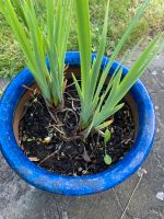 Lilien Wasserlilien aus meinem Garten Kreis Pinneberg - Rellingen Vorschau