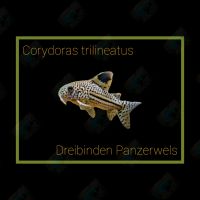 Corydoras trilineatus Dreibinden Panzerwels Panzerwelse Dortmund - Schüren Vorschau
