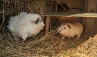 2 Meerschweinchen Böcke Russen Mix weiß Sachsen - Hähnichen Vorschau