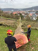 Baumarbeiten jeder Art, Fällung, Pflege, Schnitt Baden-Württemberg - Leinfelden-Echterdingen Vorschau