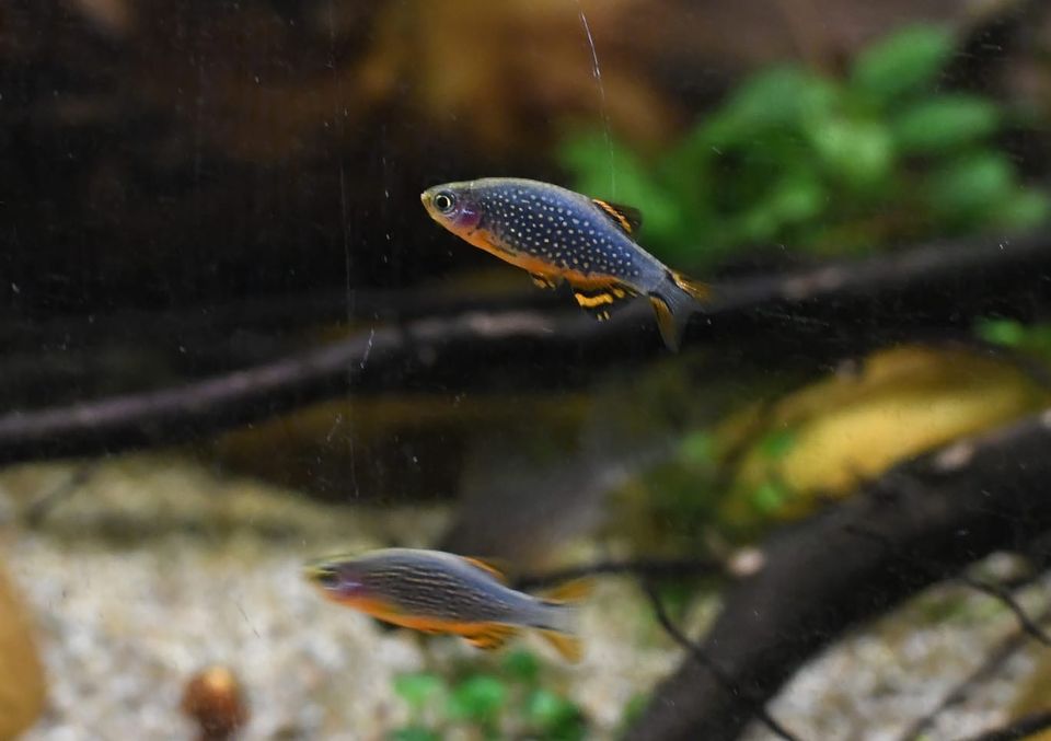 Perlhuhnbärbling (DNZ)- Danio Margaritatus - Galaxy Rasbora (DNZ) in Gessertshausen