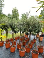 Olivenbäume Hochstamm 190 - 200 cm hoch Baden-Württemberg - Meckenbeuren Vorschau