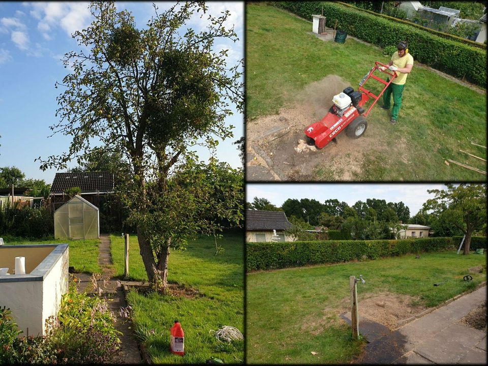 Baumfällung, Baumschnitt, Baumpflege und Wurzelfräsen in Hannover