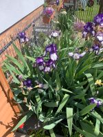 Schwertlilie weinrot gelb und lila weiß Bayern - Coburg Vorschau