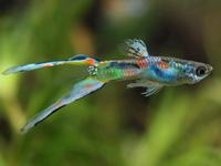 Endler Guppys Nordrhein-Westfalen - Much Vorschau